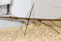 Le Phasme gaulois (Phasmatodea - Bacillidae - Clonopsis gallica)